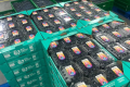Кооператив виробників лохини експортував ягоду в Об’єднані Арабські Емірати
