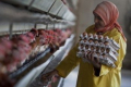 Єгипет повертається на ринок експортерів птиці