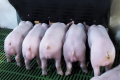 Джерелом сирого протеїну для свиней можуть бути майже всі шроти олійних
