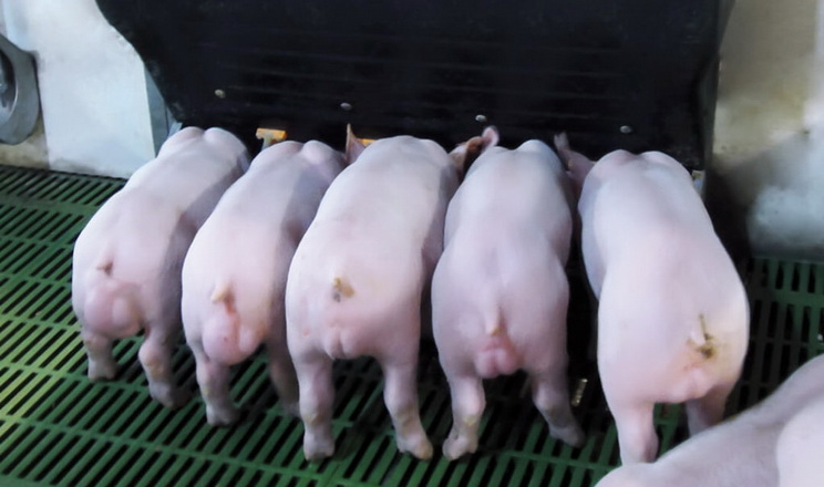 Джерелом сирого протеїну для свиней можуть бути майже всі шроти олійних