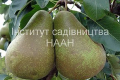Інститут садівництва НААН України представив три нових сорти груш