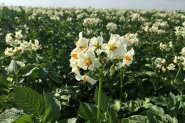 На Волині вперше за 30 років майже зникли колорадські жуки