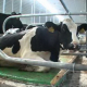Мати для корів поліпшують економіку ферми, ‒ досвід