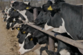 Виробництво молока в «Астарті» зросло за 9 місяців на 4%