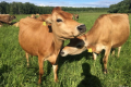 Джерсеські корови дають жирне молоко і споживають небагато кормів