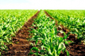 Підвищенню урожайності кукурудзи краще сприяє крапельне зрошення, ніж дощування