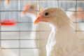 Які ознаки розвитку імунодефіциту в селезінці птиці