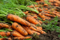 Експерт розповів про можливі зміни цін на моркву