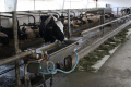 Які вимоги до води за теплового стресу в корів
