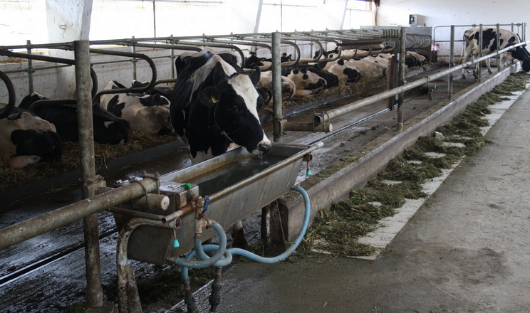 Корові потрібно випити 4-5 л води на кожен кілограм виробленого молока