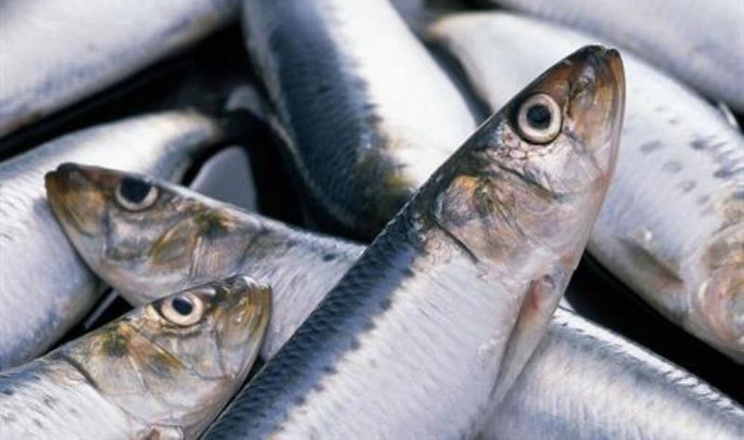 Названо найпопулярніші види риб промислового вилову