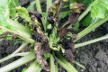 За сильного ураження цукрових буряків пероноспорозом може загинути до 40% рослин