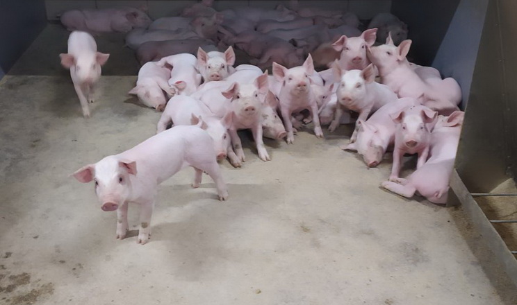 Канібалізм у свиней можуть спричиняти кормові чинники