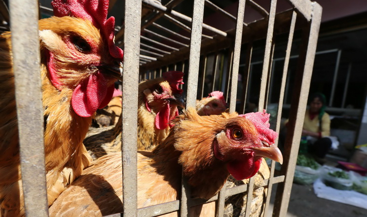 Китай припинить продаж живої птиці на сільгоспринках