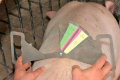 Механічний інструмент дозволяє визначити вгодованість свиноматки