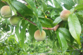 Фахівець розкрив алгоритм знищення попелиці на персику