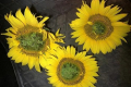 В Україні масово поширюється нове захворювання рослин соняшнику