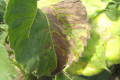 Брак вологи сприяє поширенню вертицильозу на рослинах соняшнику