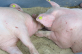 У спеку свині повинні мати можливість лежати не торкаючись одна одної