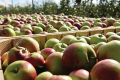 Росії прогнозують найнижчий урожай яблук за десятиліття