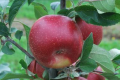 Сорт яблук HOT84A1 для спекотного клімату добре росте і у помірному