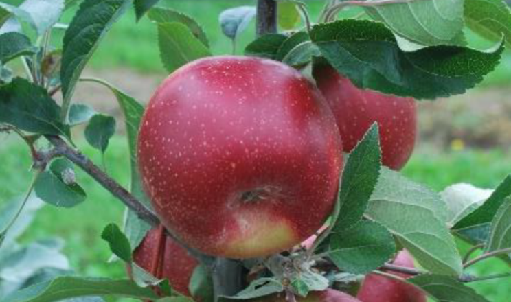 Сорт яблук HOT84A1 для спекотного клімату добре росте і у помірному