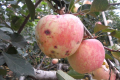 Збудник антракнозу яблуні живе всередині листя, – вчені