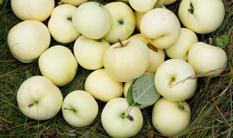 Оприлюднено ціни на ранні яблука в Польщі