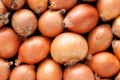 Нідерландські компанії експортують рекордні обсяги цибулі