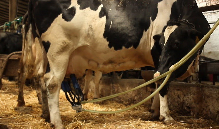 Контроль гігієни доїння допомагає у боротьбі з маститом корів