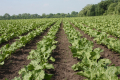 Агрономічна служба «Штрубе Україна ГмбХ» тестує нову лінійку гібридів цукрового буряку