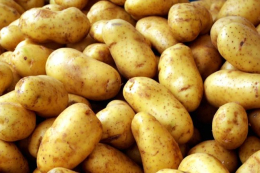 Експертка назвала найкращі сорти картоплі для споживання та переробки