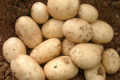ФАО оприлюднила статистику виробництва картоплі в різних країнах