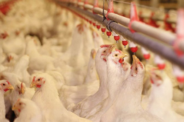 Які мінерали найчастіше забруднюють систему напування у пташнику