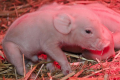Які групи свиней особливо чутливі до зміни мікроклімату
