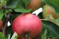 Для запобігання опікам яблуні обробляють атистресовими препаратами