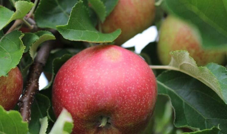 Для запобігання опікам яблуні обробляють атистресовими препаратами