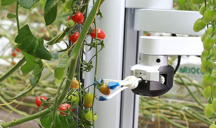 Робот Virgo збирає врожай як людина