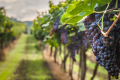 Виноград у шпалерних рядах найбільш адаптований до умов Півдня