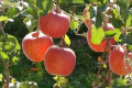 Короткі хвостики яблук – загальна проблема в Польщі