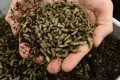 Велика Британія робить ставку на корми для тварин на основі комах, щоб позбавитися викидів вуглецевого газу
