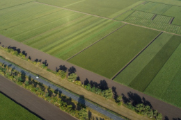 Насіннєві площі під основними культурами в Україні зросли