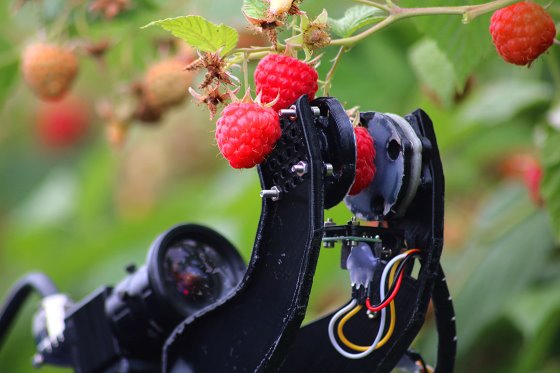 Fieldwork Robotics навчає робота збирати малину