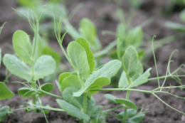 «Новоселівське» на Одещині відмовилося від кукурудзи і вводить у сівозміну горох