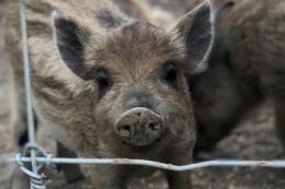 В Іспанії виявили новий штам вірусу АЧС