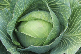 Українські фермери змушені знижувати ціни на капусту