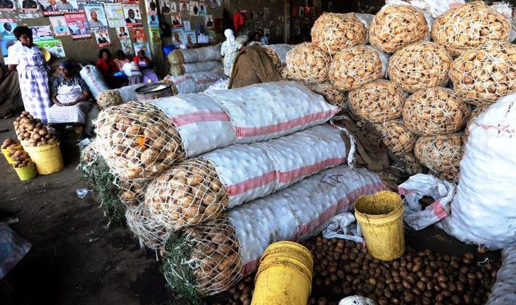 Кенійські вчені вивели нематодостійкі та ранньостиглі сорти картоплі