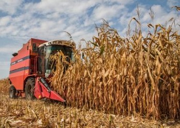 Урожайність кукурудзи навіть за слабкої забур’яненості знижується на 20-30%