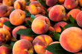 Світовий урожай персиків і нектаринів зменшився