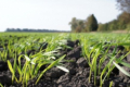 Ефективною системою підживлення озимої пшениці поділилися в «Агрофірмі «Колос»